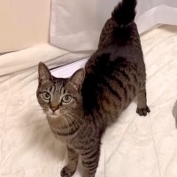 ママと目が合った猫→次の瞬間、足元にやって来て…悶絶級に尊い『愛にあふれた行動』に「ほんとに喜んでるんだよね」「幸せだね」と7万再生