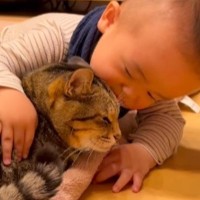 猫のことが大好きな『1歳の赤ちゃん』→頭を近づけて『スリスリ』し始めると…爆笑の展開が206万再生「完全に猫変態ｗ」「100点ｗ」