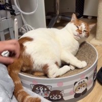 猫のおしりをカキカキしてあげたら…あまりにもかわいい『勘違い』に悶絶の声続出「愛おしい」「ずっと見ていられる」と17万再生