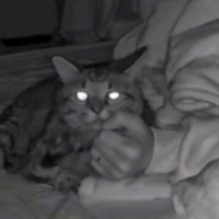 パパの寝返りで起きてしまったキジトラ猫→次の瞬間…夜中に偶然撮影された『尊すぎる光景』が42万再生「世界一かわいい」「ピットイン」