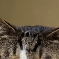 必死に眠気と闘うキジ白猫→『表情』を見ると…爆笑不可避な『まさかの光景』が221万再生「フリーレンすぎるｗ」「なっさけない顔ｗ」