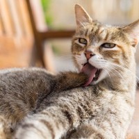 猫が『撫でられた場所をすぐに舐める』ときの理由5つ　嫌だったの？行動に隠された意味とは