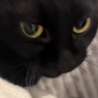 ママの膝に乗りたい『甘えん坊の黒猫』→そばにやって来ると…尊すぎるアピールが49万再生「やばい撫でたい」「めちゃくちゃ可愛い」