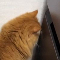 狭い隙間の中に『おもちゃが入ってしまった猫』→ママが来ると……『驚きのやり取り』が106万再生「もう喋っとるｗ」「可愛すぎｗ」