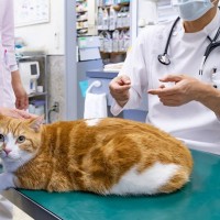 猫の『ダイエット』で起こりうるリスク4つ　間違った方法が寿命を縮める可能性も