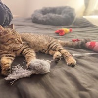 猫を上手に『寝かしつける』方法4つ　お互いの快眠を守るために試したい工夫とは