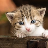 猫たちの秘密結社『NNN』のナゾ4つ　運命的な出会いは計画通りだった…？