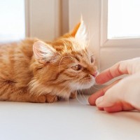 猫は飼い主より『他人のにおい』を長く嗅ぐ傾向がある？研究結果が示す行動の違いとは