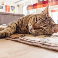 「愛猫が友達の輪を広げていく」　若者の“ひきこもり生活”を変えたコミュニティ　オーストラリア
