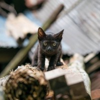 大地震の瓦礫下から129時間ぶりに救出された猫　悲しみを乗り越え、「命の恩人」の家族になる　トルコ