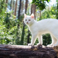 猫を背負って50キロの山道をハイキング　英国人女性が救った「子猫と野鳥の命」　ニュージーランド