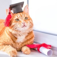 狂犬病対応のため「６ヵ月の長い隔離生活」を耐えた保護猫→盛大な「検疫卒業式」が開かれ、みんなから暖かい祝福を受ける　米国