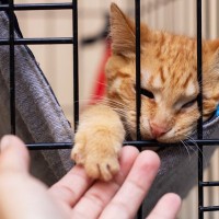 室内飼いの猫にも『ケージ』が役立つ理由4選　あると便利な場面や適切な活用法とは