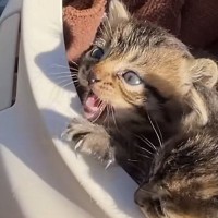 池の近くに捨てられていた『スマホよりも小さな子猫』を連れて帰った結果…涙あふれる『3日間の記録』が278万再生「凄く感動した」「素敵」