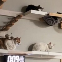 『誰かお父さんと寝ませんか』→猫たちに聞いてみると…涙が止まらない『まさかの反応』が348万再生「せつねぇｗｗ」「かわいそうｗ」