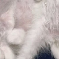 3匹の『赤ちゃん猫』→帰宅して、ご飯を食べさせたら…とんでもなく癒される『尊い瞬間』が72万再生「初めて天使を見た」「心臓が止まる」