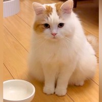 『お腹がすいた猫』→お皿の前でじっと飼い主さんのことを見つめて…『上品なアピール』に「健気すぎて」「奥ゆかしいおねだり」と称賛