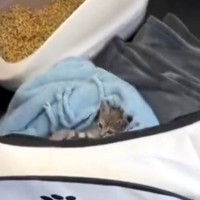 職場にやってきた『新入り保護子猫』→様子を見に行ったら…2日目とは思えない『まさかの光景』が197万再生「声出たｗ」「先輩感ｗ」