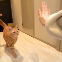 手を差し出して『タッチ』と言うと…得意技を『披露してくれる猫』が可愛すぎると143万再生「無限に見れる」「メロメロになった」
