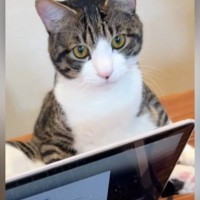 パソコンで作業をしていたら……裏にいたネコがとった『まさかの行動』に爆笑する人が続出「器用なお御足でｗ」「ネコハラたまらんね」