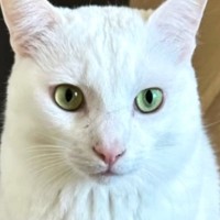 普段はこんなにかわいいのに…愛猫に『フェイスマッサージ』をすると→笑ってしまう『表情の変化』に「よっぽど気持ちいいんだｗ」「可愛い」の声