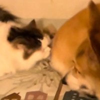 猫が『コーギーのおしりのニオイ』を嗅いだ結果…100点満点の『リアクション』に爆笑の声「明らかなクサッｗ」「めっちゃおもろい」