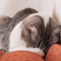 猫が『ごめん寝』の体勢で眠っているときの理由3つ　苦しそうだけど寝れているの？