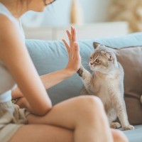 猫を『しつける』にはどうすればいいの？上手なトレーニングのコツや心得をご紹介
