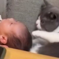 生まれたばかりの『赤ちゃん』→猫がクンクンと匂いを嗅いだ、次の瞬間…まさかの光景が41万再生「無言で草ｗ」「私は結構ですってかｗ」