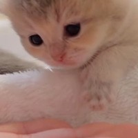 生後3週目の『赤ちゃん猫』→目の前に『手』を出されると…悶絶級に可愛い『仕草』が23万再生「マジで可愛い」「幸せホルモンが出た」