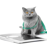 猫の『糖尿病』を引き起こす原因3つ　主な症状や改善すべき習慣も解説