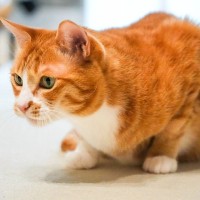 『危険を感じ取った猫』がとる行動3つ　起こりうるシーンや安心させるための対処法