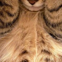 猫に『可愛いね』と何度も言った結果→『おてて』が…悶絶級の『リアクション』に２万いいね「赤ちゃんみたい」「照れちゃったｗ」