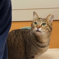 パパのことが好きすぎて"目が合う"だけで……『乙女な猫』の可愛すぎるリアクションが17万再生「愛おしいにもほどがある」「完全にラブ」