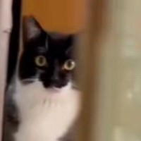 猫と『だるまさんがころんだ』をしてみた結果→何度か隠れてみると…驚きの光景に「いい意味で心臓に悪いｗ」「思わず声が出たｗ」と反響