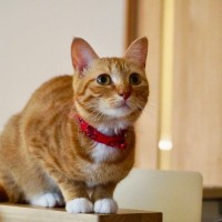 猫が『心を開いてくれない』ときの理由4つ　打ち解けるためにできることはある？
