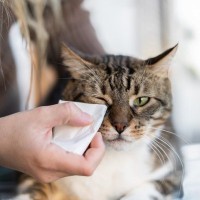 猫の『涙やけ』はどうしてできるの？気になる原因や改善のポイントを解説