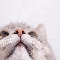 猫が『鼻をヒクヒク』動かしている原因4つ　病気が隠れている可能性も…見分ける方法はある？
