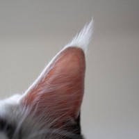 猫の『顔についた汚れ』が関わる病気4選　体に異常がある可能性も？