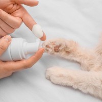 猫に起こりかねない『肉球』の病気やケガ4選　異常のサインや適切なケア方法まで