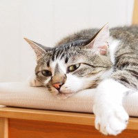 猫が『鉄分不足』になっているときのサイン4つ　足りなくなる原因や予防法も解説