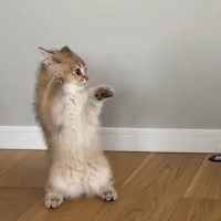 お兄ちゃん猫に絡むやんちゃ猫→『３年前』と比べてみると…『既視感のある光景』に爆笑の声続出「変わらないｗ」「笑ってしまった」