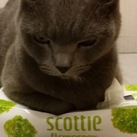 ティッシュを取らせてくれない猫に『チョップ』してみた結果…爆笑必至のバトルが70万再生「中ボス感すごいｗｗ」「飼い主を見る目じゃねぇ」