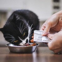 猫が感じることができる『味覚』4つ　好みやすい味の傾向はある？