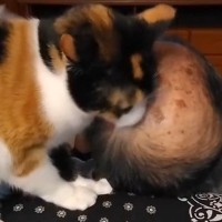 母から毎日送られてくる『猫と父』の様子→笑わずにはいられない『内容』に反響「子猫のパヤパヤだと思ってるかも」「頭皮痛そうｗ」