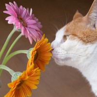 猫の命に関わる『危険な春の花』5選　誤飲時にあらわれる症状やリスクを解説