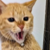 入浴中、『お風呂場にやって来た猫』→高いところから降りようとして…思わぬ悲劇が73万再生「期待を裏切らないｗ」「何度も見れるｗ」