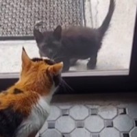 『おうちに入れて…』寒くなってきた頃、『玄関に突然現れた黒猫』→ガラガラの声で訴えかけてきて……「うるっときた」「ありがとう」と反響