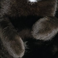 膝の上で仰向けになって眠っていた『黒猫』→表情を見ると…『たまらなく可愛い瞬間』に５万いいね「癒しをありがとう」「ぬいぐるみみたい」