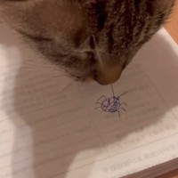猫は虫の絵を『絵だと認識できる？』検証してみた結果…驚きのリアクションが78万再生「うちの子にも試してみようｗ」「笑っちゃった」